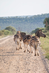 Fototapeta na wymiar Zebra Crossing