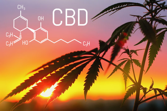 CBD cannabidiol formula, chemistry cannabis. Thematic photos of hemp and marijuana. Growing premium cannabis products. Background image. Molecular structure cbd