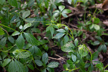 Kraut der Unsterblichkeit, Jiaogulan, Medizinpflanze, Asian plant of immortality