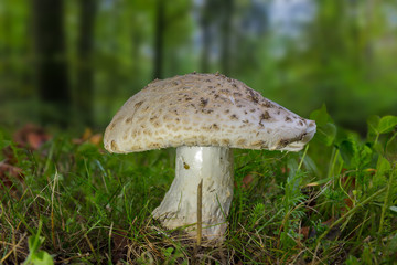 A poisonous mushroom that looks beautiful but deadly, on a meadow, a closeup with beautiful bokeh in the background.