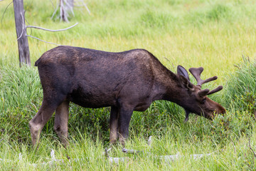 Shiras Moose in the Rocky Mountains of Colorado