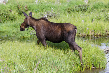 Shiras Moose in the Rocky Mountains of Colorado