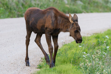 Shiras Moose in the Rocky Mountains of Colorado