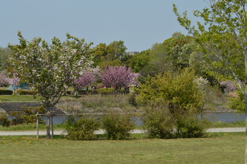 The cherry blossoms which bloom in the park