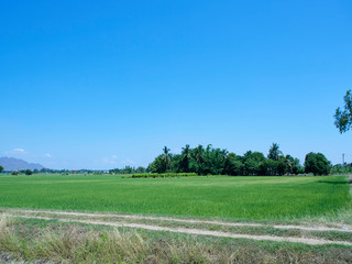 Green field view with sky clouds