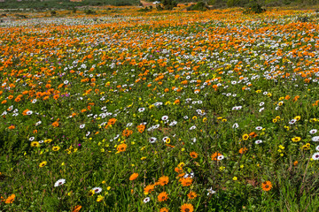Field of orange and white daisy wildflowers