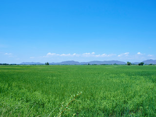 Green field view with sky clouds