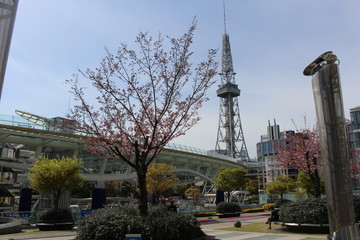 Fototapeta na wymiar Cherry blossoms and Nagoya Television Tower
