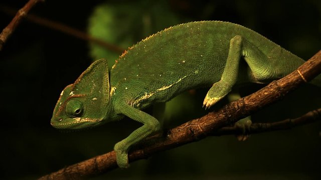 Closeup Of A Chameleon Slowly Moving Across A Tree Branch