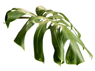 View side of leaf stem of Monstera with a white background