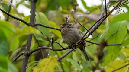 City sparrow sits on a branch, Tomsk, Western Siberia.