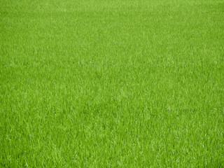 Fototapeta premium Rice field green grass background