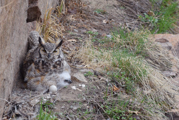 Horned Owl 