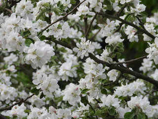 Hochzeit im Frühling