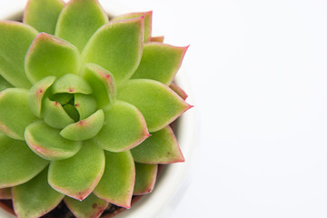 Fototapeta premium Succulent plant, Echeveria Succulent Flower Plant in pot, white background indoor decorative flower pot. Copy space.