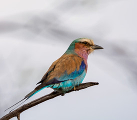 Lilac-breasted Roller