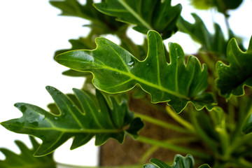Beautiful Philodendron Xanadu plants in pots with attractive leaf shapes