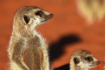 Erdmännchen (suricata suricatta) in der Kalahari in der Namibia