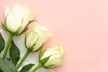 Flat lay three white roses on a pink background. Spring 8 march concept for greeting card background with copy space for text