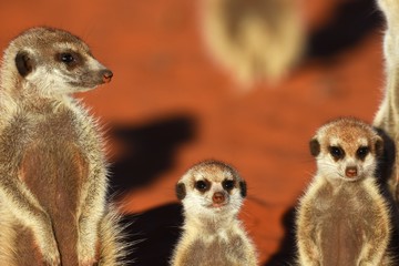 Fototapeta premium junge Erdmännchen (suricata suricatta) in Namibia in der Kalahari