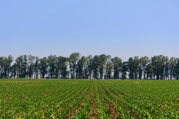 rural landscape of corn crops field
