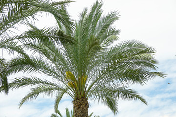 Obraz na płótnie Canvas Phoenix palm tree crown with lush leaves on cloudy overcast weather