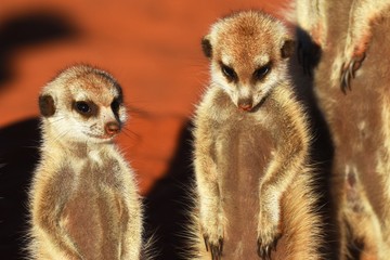 Erdmännchen (suricata suricatta) in der Kalahari in der Namibia