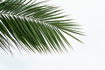 Green leaf of palm tree isolated on white background. Top view from a corner to center copy space