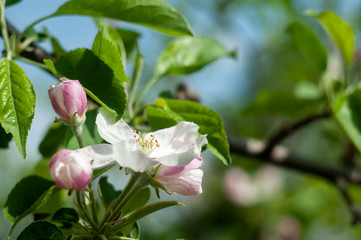 Obraz na płótnie Canvas Blossom Apple tree flowers close-up photography