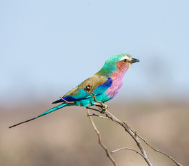 Lilac-breasted Roller