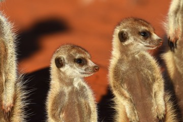 Erdmännchen (suricata suricatta) in der Kalahari in der Namibia
