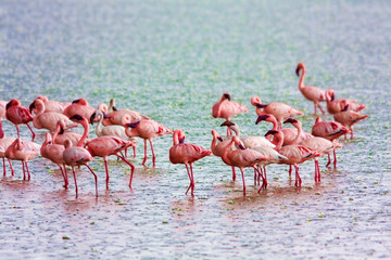 Flamingo on the lake in the rain. Kenya.