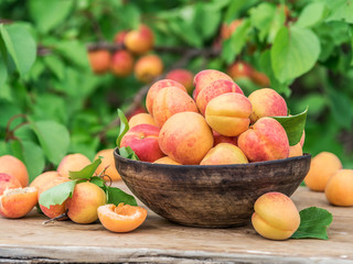 Ripe apricots in the wooden bowl on the table.