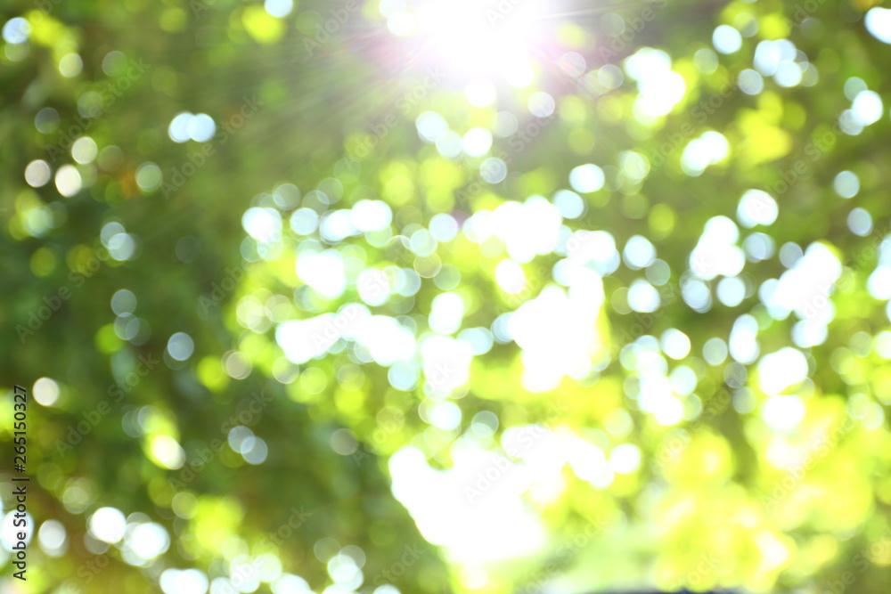 Wall mural sun light through green tree in nature garden, image blur background