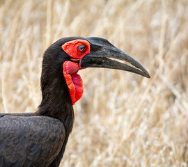 Southern Ground Hornbill