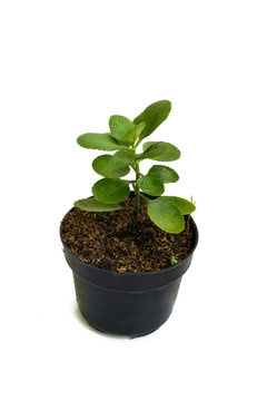 Green of beautiful potted Bryophyllum Pinnatum plants with white background