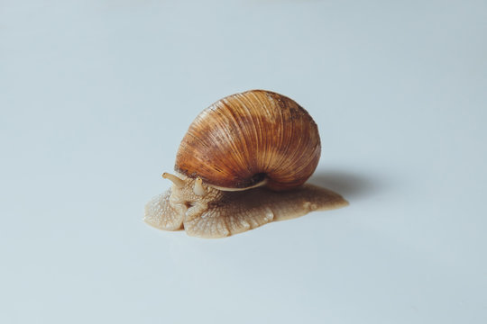 Beautiful snail isolated on white background