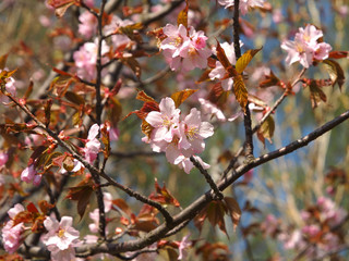 The bloom of cherry Blossoms in Helsinki, Finland