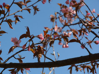 The bloom of cherry Blossoms in Helsinki, Finland