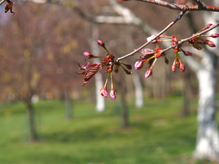 The bloom of cherry Blossoms in Helsinki, Finland