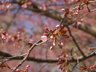 The bloom of cherry Blossoms in Helsinki, Finland