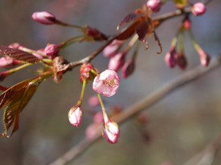 The bloom of cherry Blossoms in Helsinki, Finland