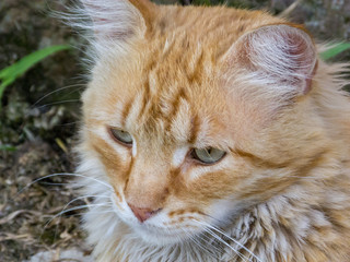 Fototapeta premium Orange cat, outdoors