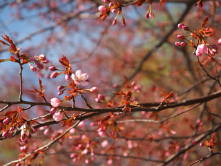 The bloom of cherry Blossoms in Helsinki, Finland