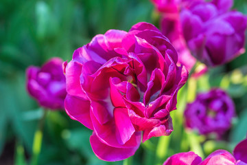 Fototapeta premium Picturesque Purple lilac violet tulips fresh flowers at a blurry soft focus background close up bokeh