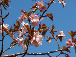 The bloom of cherry Blossoms in Helsinki, Finland