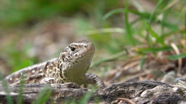 Zauneidechse  (Lacerta agilis)&nbsp;