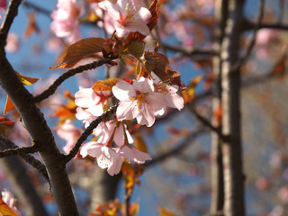 The bloom of cherry Blossoms in Helsinki, Finland
