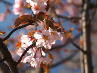 The bloom of cherry Blossoms in Helsinki, Finland