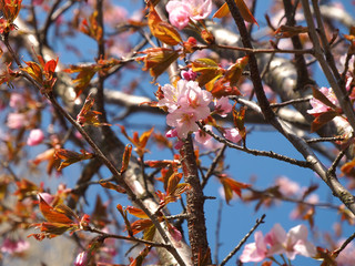 The bloom of cherry Blossoms in Helsinki, Finland